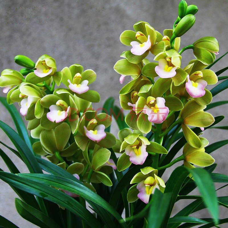 兰花盆栽【夜来香】矮种室内植物花卉绿植兰草兰花苗鲜花 香兰兰花 3