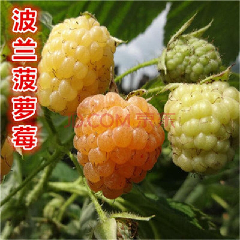 花丰院 美国双季红树莓苏蜜特树莓苗大果型树莓产