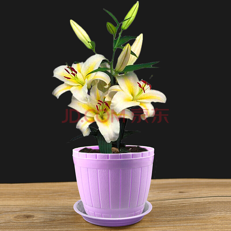 百合花盆栽 百合种球室内盆栽花卉绿植 带芽香水百合 卷芯黄 仿木桶盆