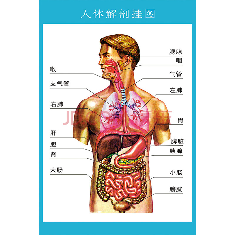 人体解剖图结构示意图人体内脏器官骨骼肌肉构造挂图全身解刨图片