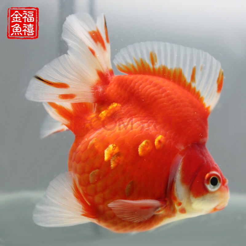 短尾红白鎏金活体鱼苗饲料淡水观赏鱼小活体冷水宠物 9-10cm精品樱花