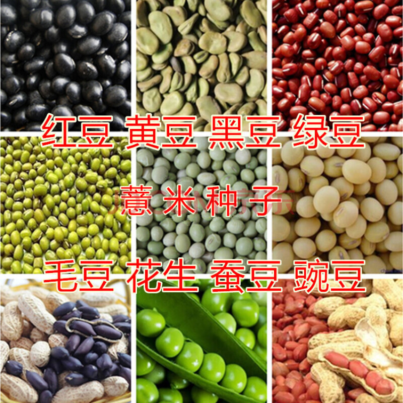 毛豆种子黄豆红豆黑豆绿豆蚕豆豌豆花生种子薏米种子薏仁米种子 薏米