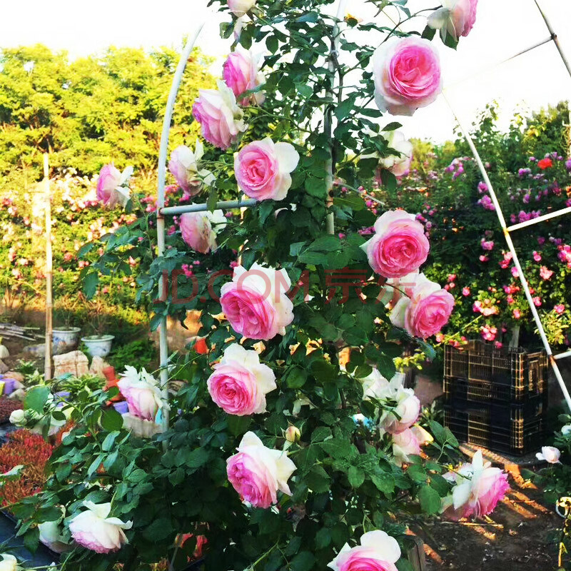 粉龙月季大苗粉龙沙宝石爬藤植物花卉盆栽蔷薇花苗欧月藤本阳台 粉龙