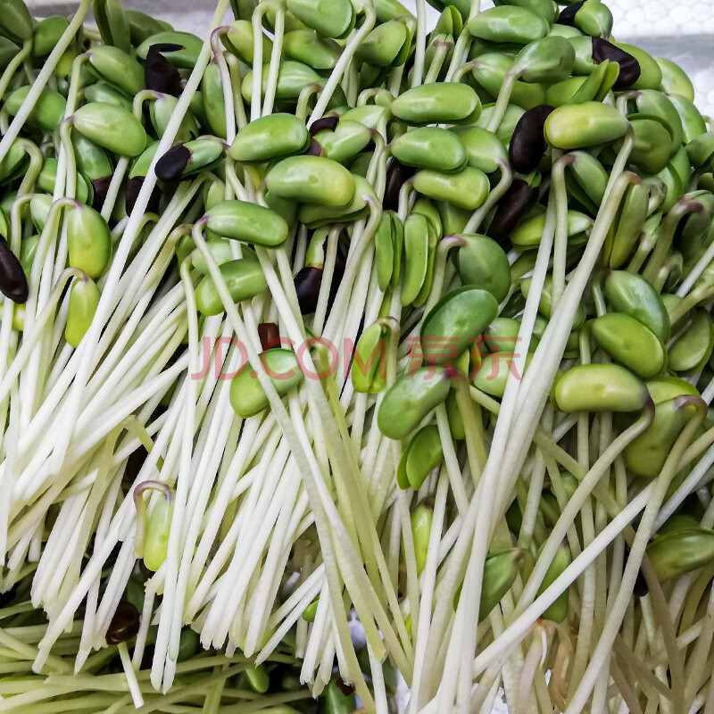 罐飯麥石豆芽桶專用家庭種植發豆芽菜豆芽種子 黑豆種子【豆芽用】 1