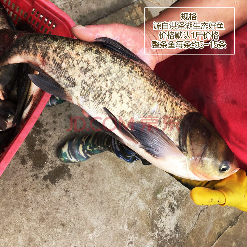 lism蘇北湖淡水魚鰱魚生態胖頭魚5斤價花鰱魚鮮活現殺冷運