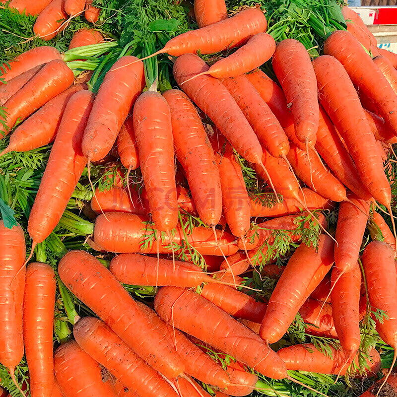 新鲜胡萝卜沙土地新鲜蔬菜萝卜现挖农家自种水果红萝卜5斤