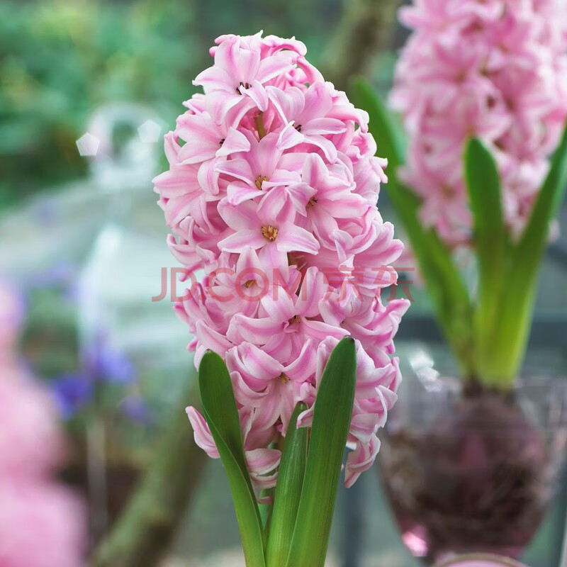 果花 风信子种球花卉荷兰进口球根 秋冬室内外盆栽花 芬达 16/17