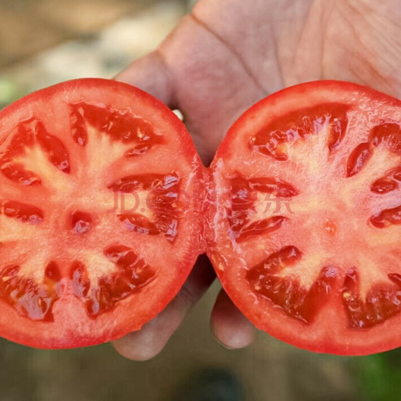 毛粉蔬萊家庭種植四季陽臺粉冠盆栽菜籽種孑 壽禾石盾197大紅果番茄