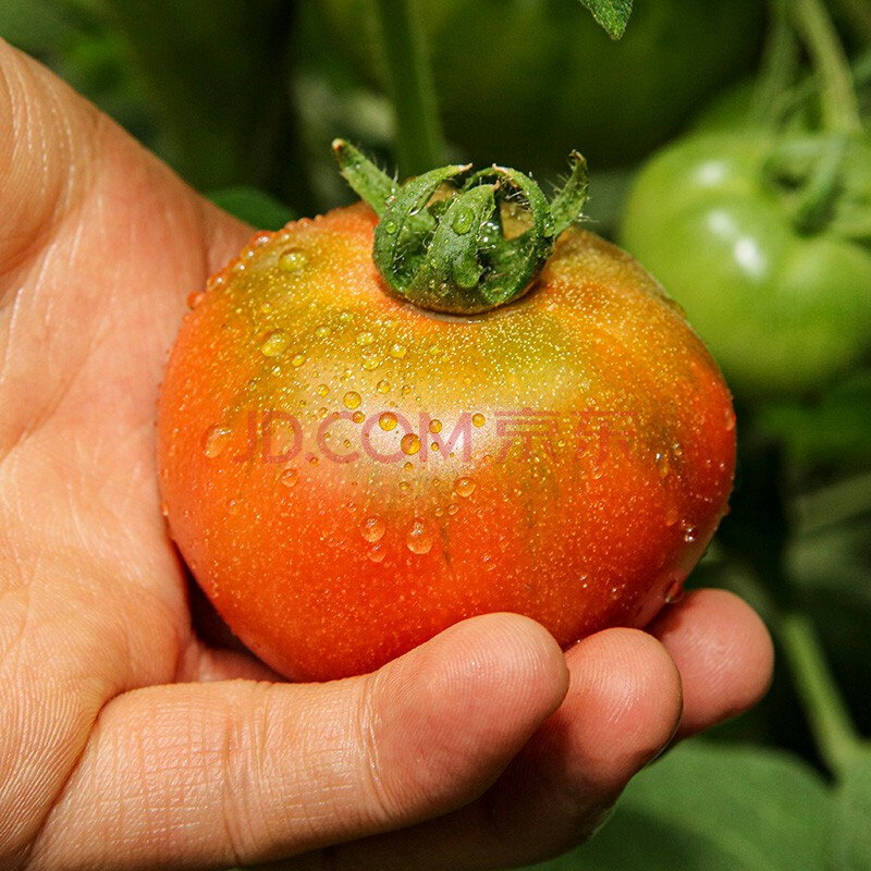 寿禾 西红杮种子大全沙瓤樱桃藩茄秧苗番茄种籽种业西红柿苗圣女果