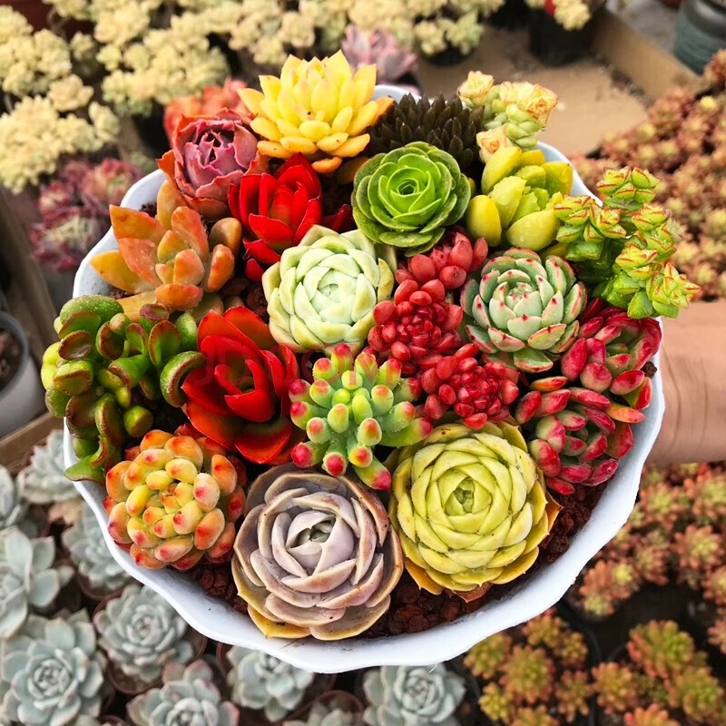 办公室内新手肉肉植物花卉绿植盆景 【20株全品相多肉组合】含盆土