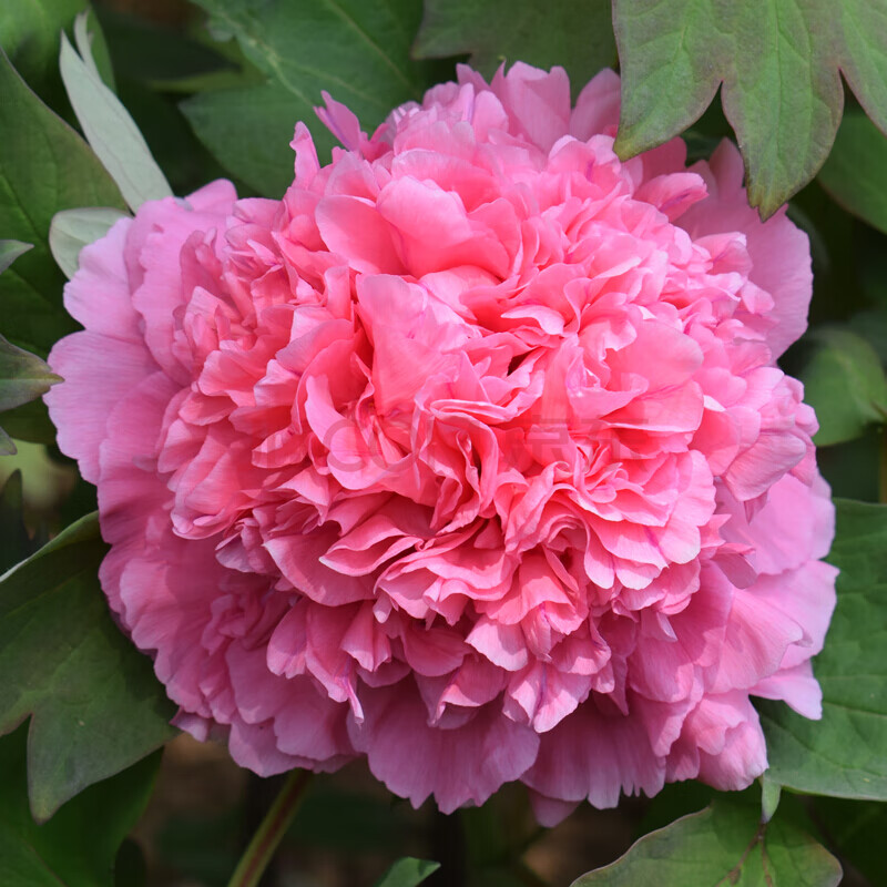 洛阳牡丹花苗观赏大花重瓣花卉绿植物盆栽室内外庭院栽种植大苗 圣代