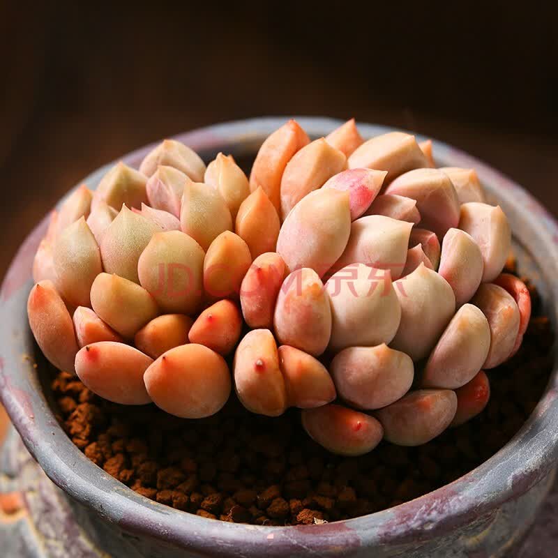 云南直发mumuhome卵石多肉植物组合盆栽花卉植物室内创意绿植盆栽