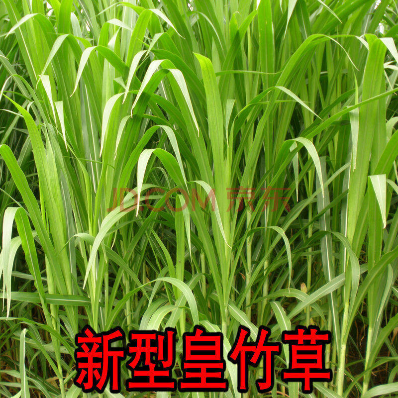 新型皇竹草【羊草專用】【圖片 價格 品牌 報價】-京東