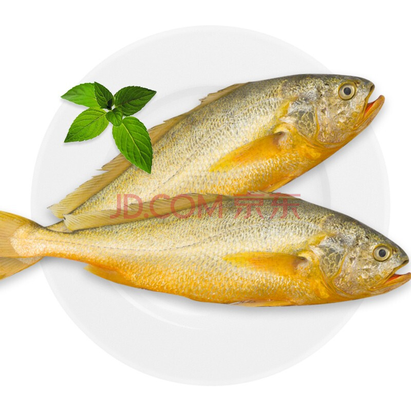 三都港 深海活冻大黄花鱼 冷冻生鲜黄鱼 烧烤食材 2条