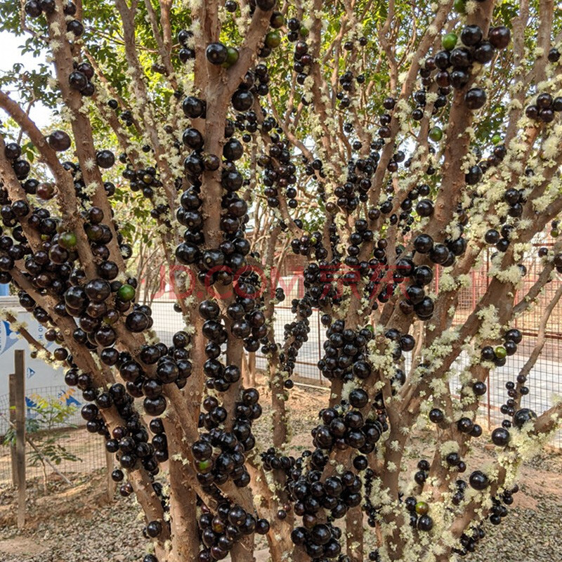 嘉宝果苗树葡萄苗正宗台湾沙巴四季艾斯卡嘉宝果树苗