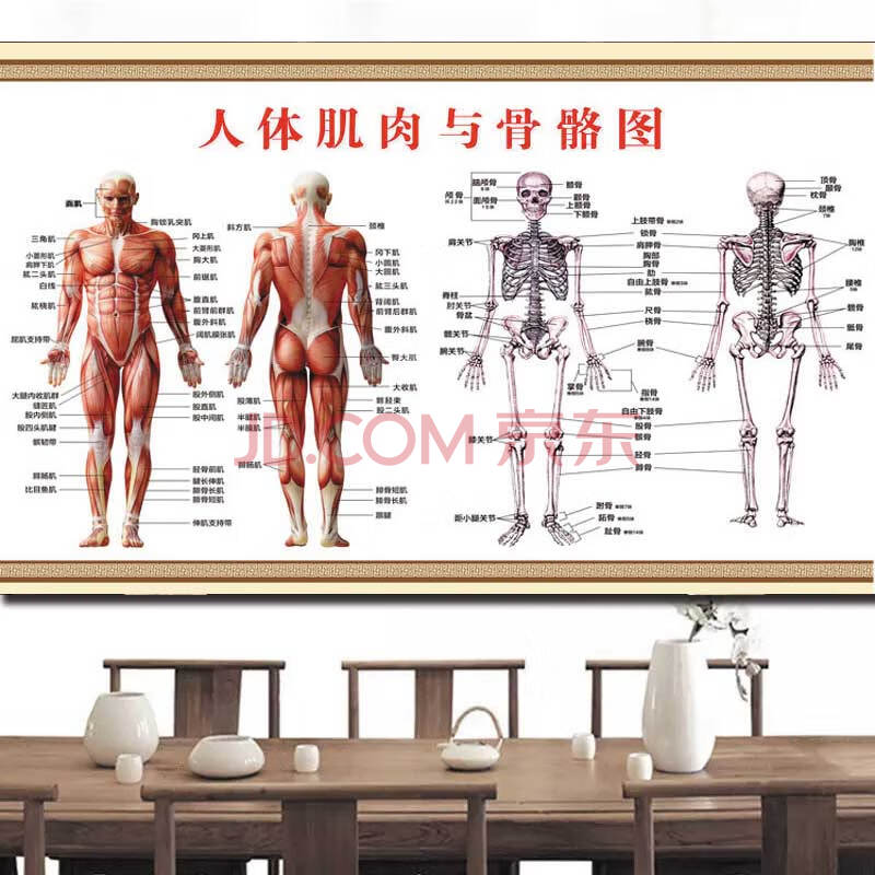 人體骨骼結構圖掛圖肌肉分佈穴位圖片經絡人體肌肉解剖圖高清身 人體