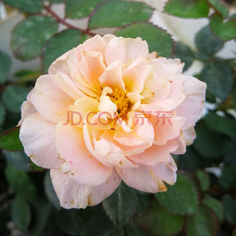 9元4颗8年玫瑰花苗盆栽花卉室内观花绿植物月季蔷薇苗四季开花 安娜之