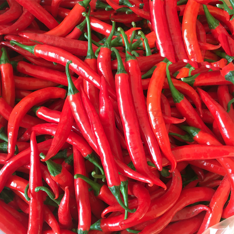 新鲜辣椒蔬菜红辣椒辣美人椒做辣椒酱泡椒剁椒1/3/5斤 美人椒 5斤