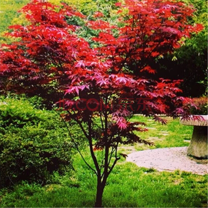 绿航绿萝 集卉 虹弦 红豆(hodo 英木花行 艾荟萃 花七休 元井汇(yuan