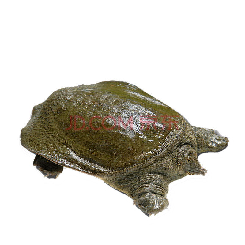 【活鲜】依禾农庄 洞庭湖活鲜甲鱼王八鳖 海鲜水产 1.5kg 1只 盒装