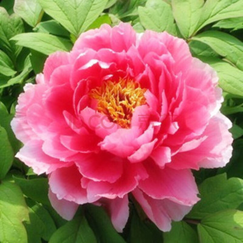 牡丹花种子芍药花种牡丹黑牡丹种子花种子室外四 新七福神牡丹20粒装