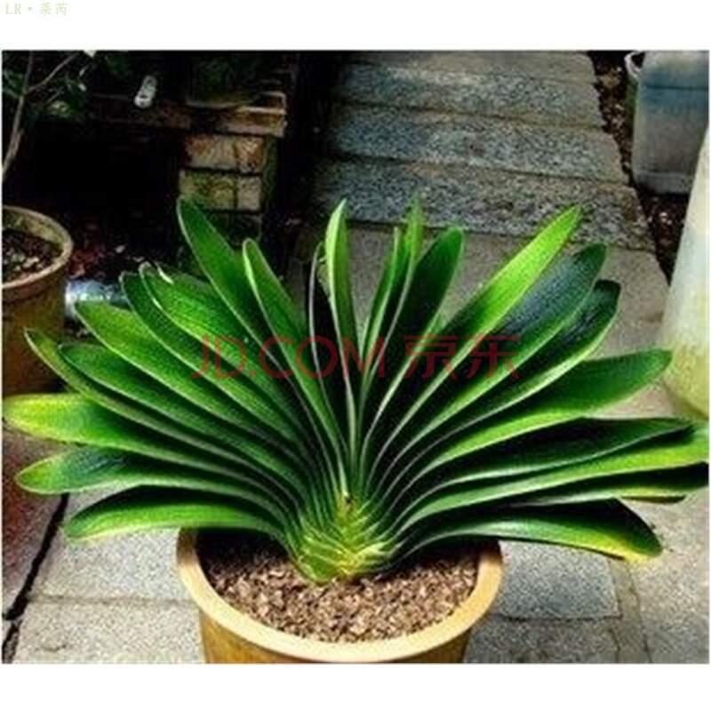 多肉植物 鞍山 黄技师 圆头和尚 横兰 油匠 君子兰 种子 圆头和尚 短