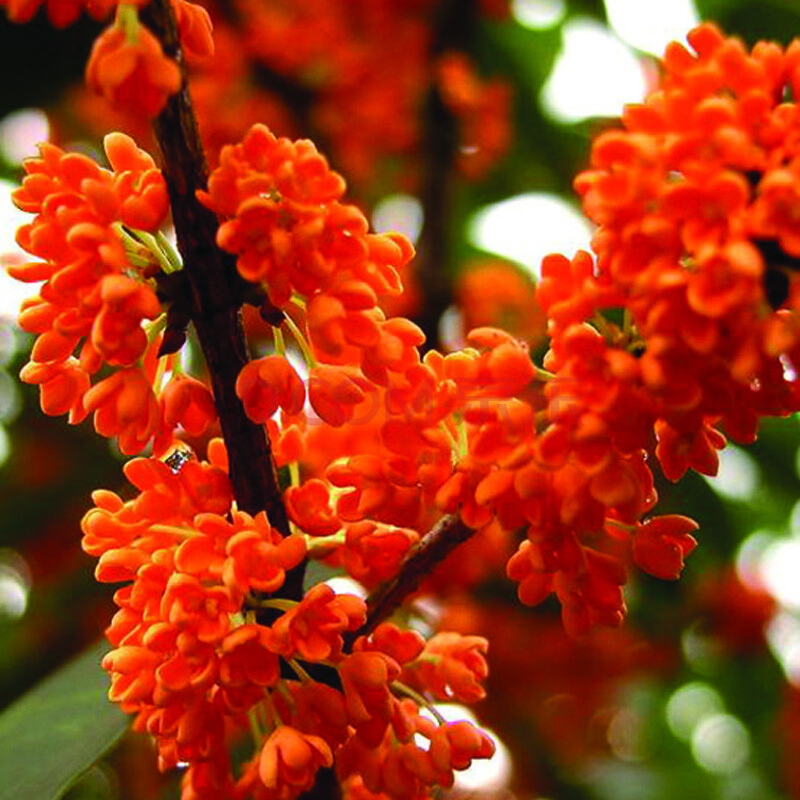 生根粉 买3送工具三件套 买4再送喷壶 买5套送1套 选择品种: d状元红