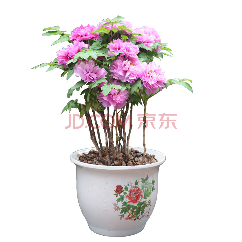 日本海棠花苗盆栽盆景室内外阳台绿植物花卉观花赛牡丹玫瑰蝴蝶兰 双