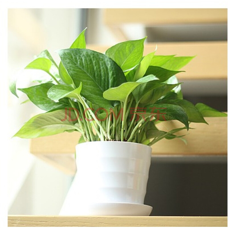 白色螺纹盆 绿萝苗 土 不含盆