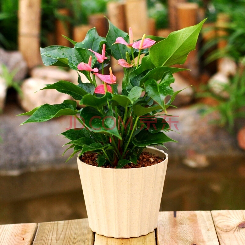 元井 盆栽花卉红掌 粉掌四季开花净化空气美化环境可水培绿植绿色植物