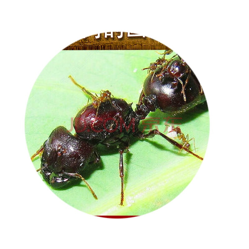 全异巨首蚁pheidologeton diversus 工坊活体宠物科普 2后1000工