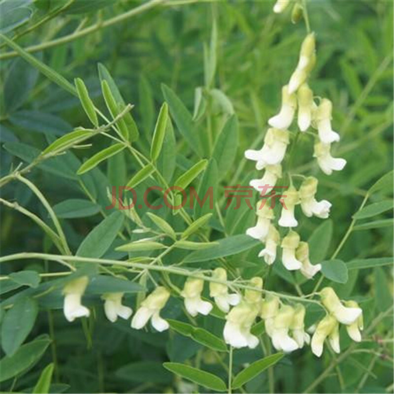 可以一起泡水喝,普洱茶与山槐树根一起泡清火去燥很有效山槐豆根功效