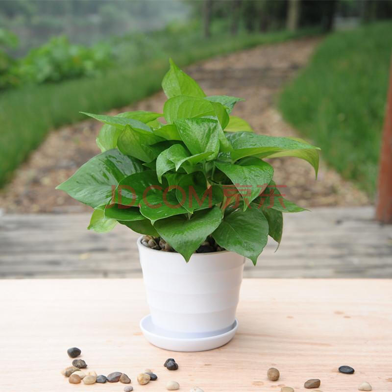 绿萝盆景除甲醛绿色植物 防辐射室办公内桌面花卉 水培土养小盆栽