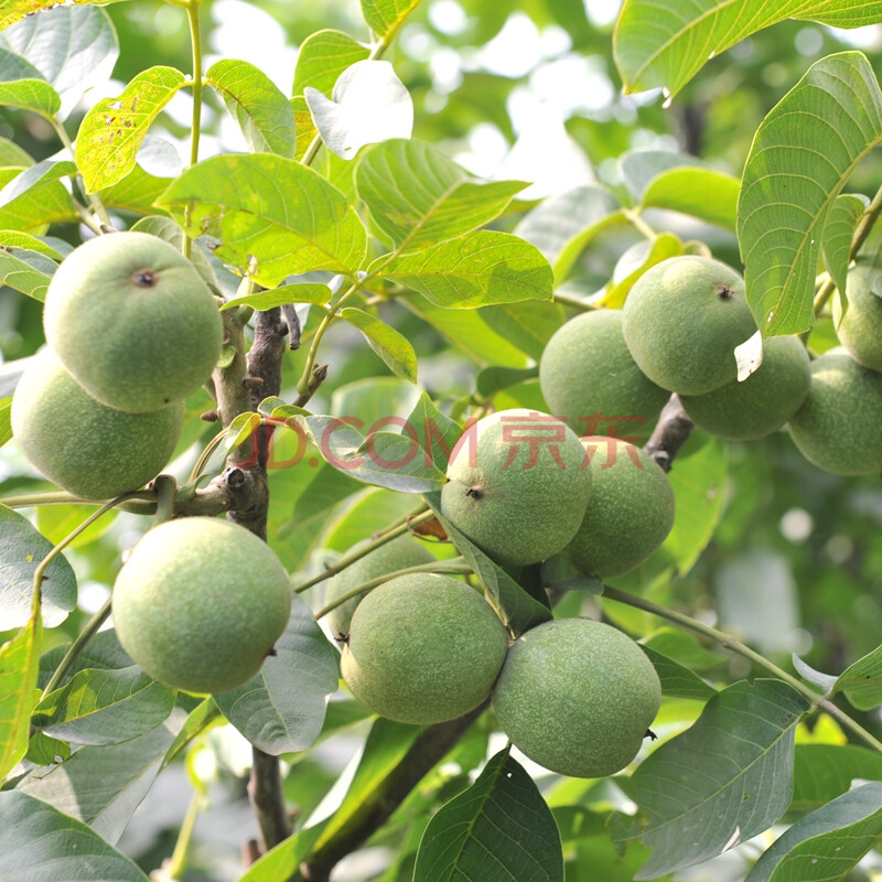 綠苑 庭院陽臺果樹苗 核桃水果苗 8518 5年苗【圖片 價格 品牌 報價】