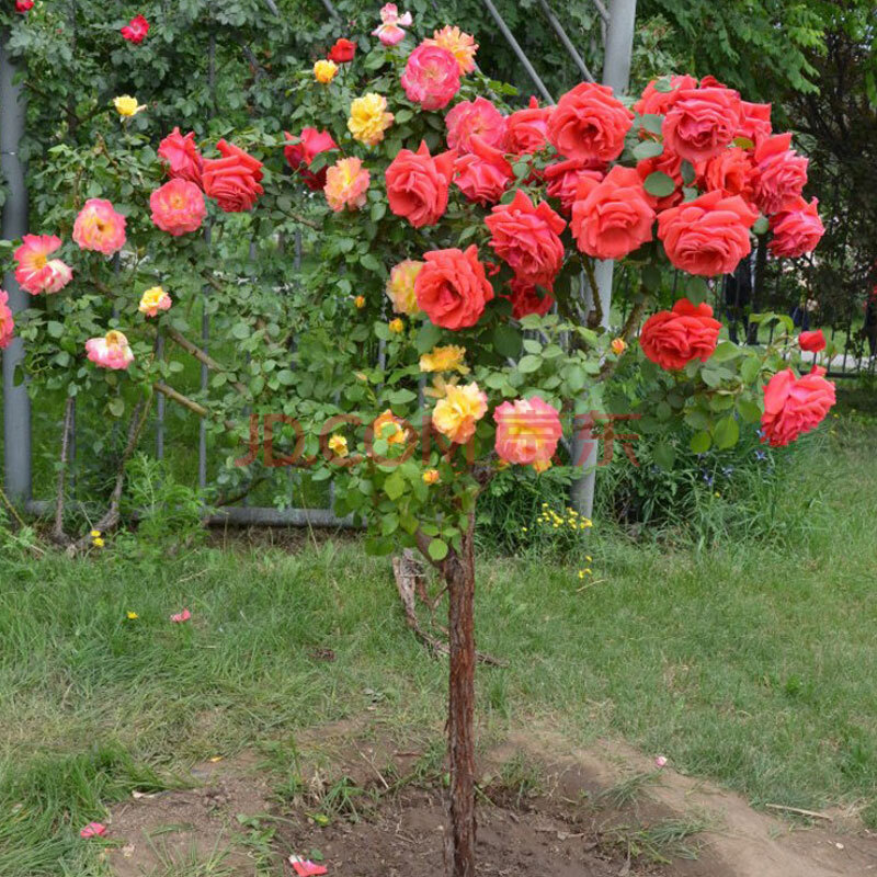 庭院植物 大花品種 樹狀月季花 樹樁月季 月季樹 盆栽樹苗 紅霞 1公分