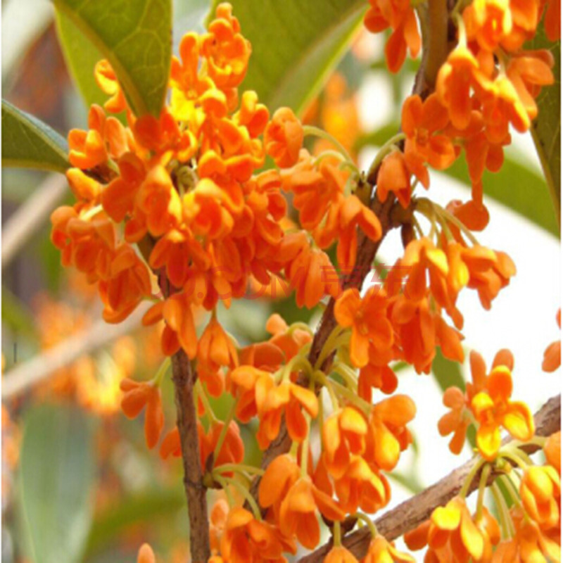 桂花树苗 沉香 桂金桂 绿植盆栽 四季开花 流苏嫁接沉香桂 2年苗