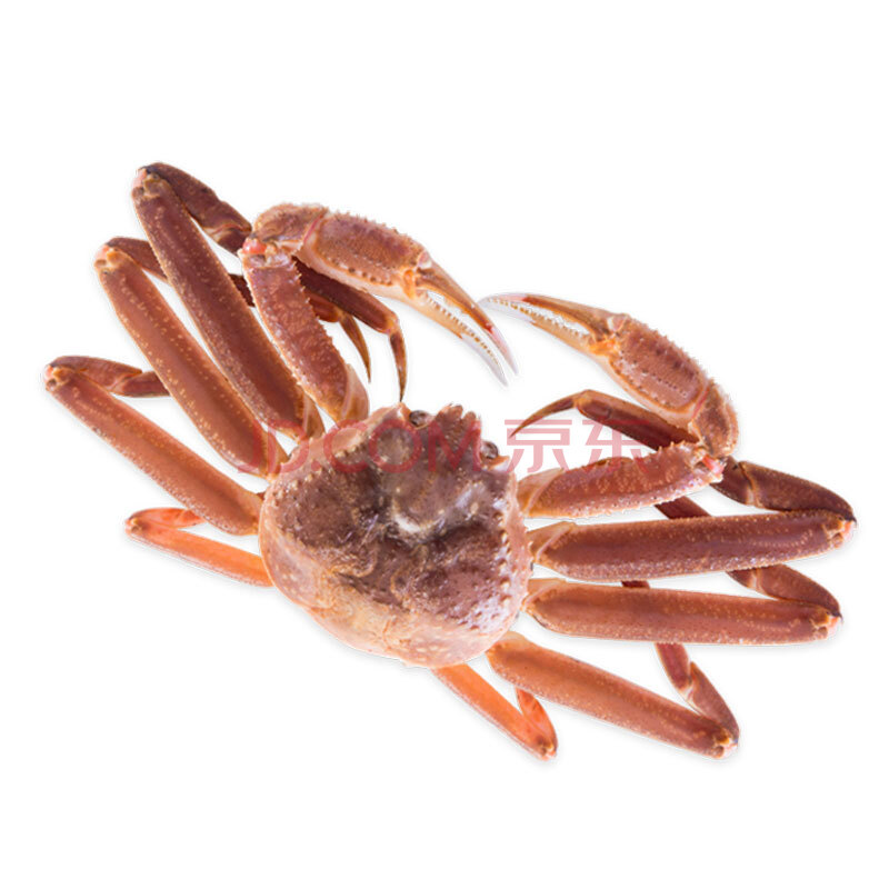 【活鲜 支持同城闪送】wecook 味库 鲜活松叶蟹一只 螃蟹海鲜水产 800