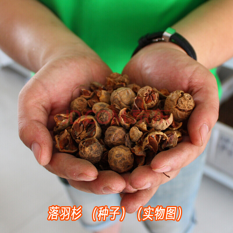 唯友(weiyou)水杉树种子侧柏树扁柏桧柏落羽杉洒金柏臭椿树小叶榄仁