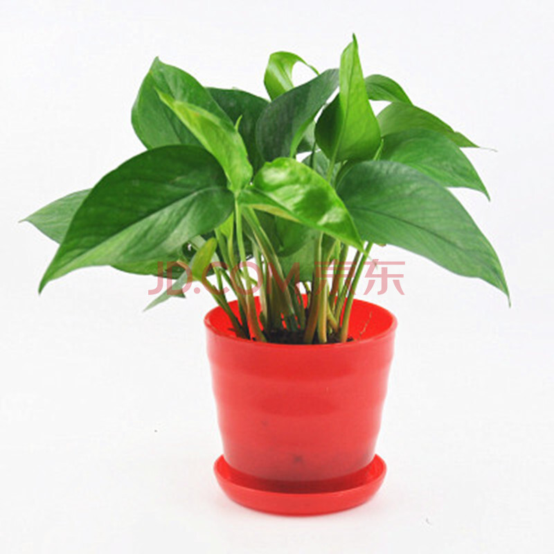 醉花春 绿萝盆栽 植物 花卉办公室创意盆景绿植室内 红色盆绿萝