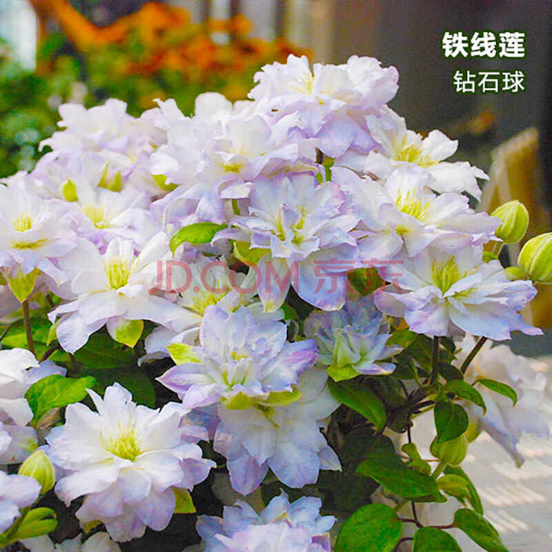 进口艾维森铁线莲p7盆栽苗 阳台丰花系列大花型花苗b组 骑士 p7