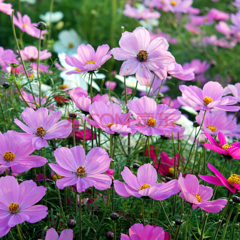 蘇購 野花組合種子批發 菊花種子庭院花卉 花草種子草坪花種子四季