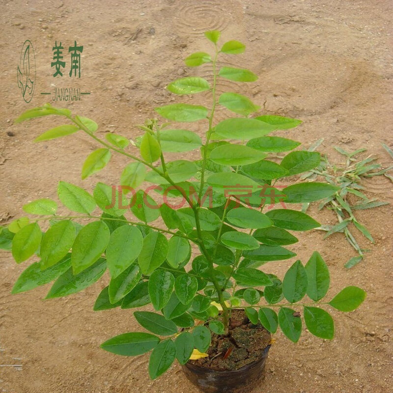 芹戀花海南黃花梨樹苗油梨苗紅木降香黃檀苗黃花梨盆栽黃花梨小苗檀香