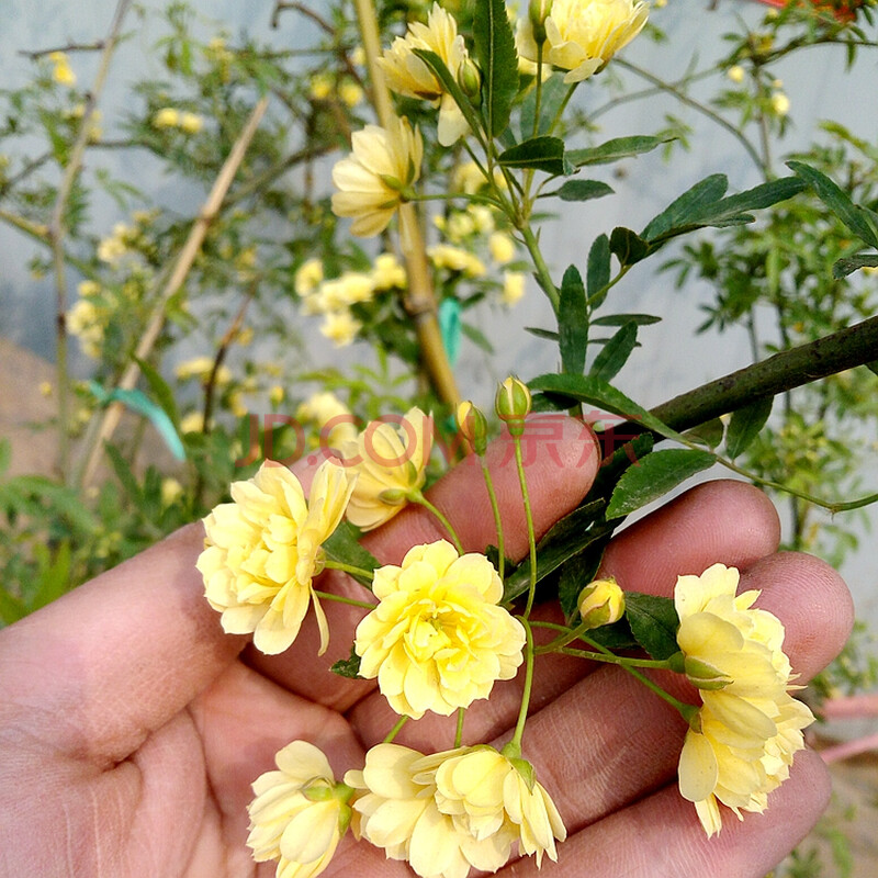 木香花苗庭院阳台攀援爬藤植物蔷薇苗木香花盆栽黄木香白木香花 黄