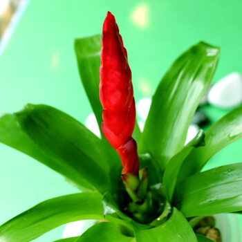 > 如水小红星盆栽 办公室内防辐射小盆景树桩花卉 水培绿色植物创意