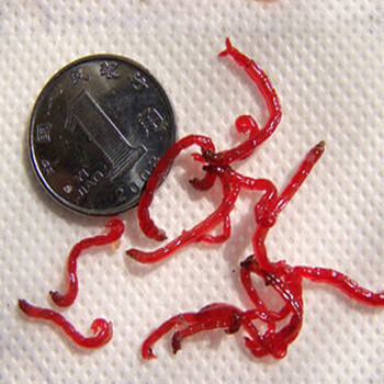 优质红虫 冬季钓饵赤血虫红虫活饵 拉饵 钓鱼喂鱼专用鲫鱼必杀 母虫