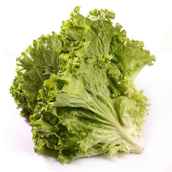 > 【沱沱工社】沱沱农场有机散叶生菜 约400g/份(仅限北京六环内销售)