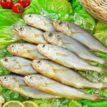 小黄花鱼 鲜活小黄花鱼 大连海鲜 3-5条/500g 顺丰速递