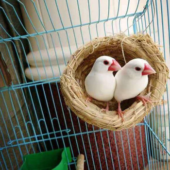 泽驭名宠 珍珠鸟白珍珠鸟灰珍珠鸟观赏鸟亲人白下蛋鸟包繁殖包活 【包