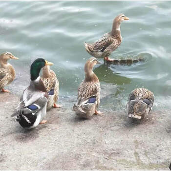 大种麻鸭苗鸭子活苗青头鸭活苗番鸭苗小鸭活苗蛋鸭小鸭子100只起