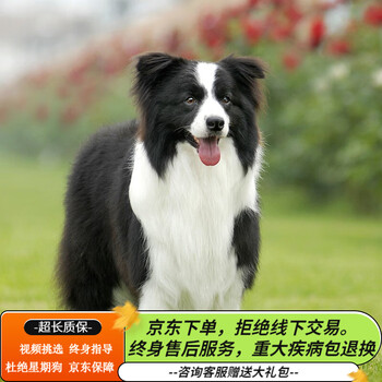 纯种边牧幼犬狗狗活体宠物狗幼崽边境牧羊犬中型犬陨石边牧七白三通血统级 图片价格品牌报价 京东